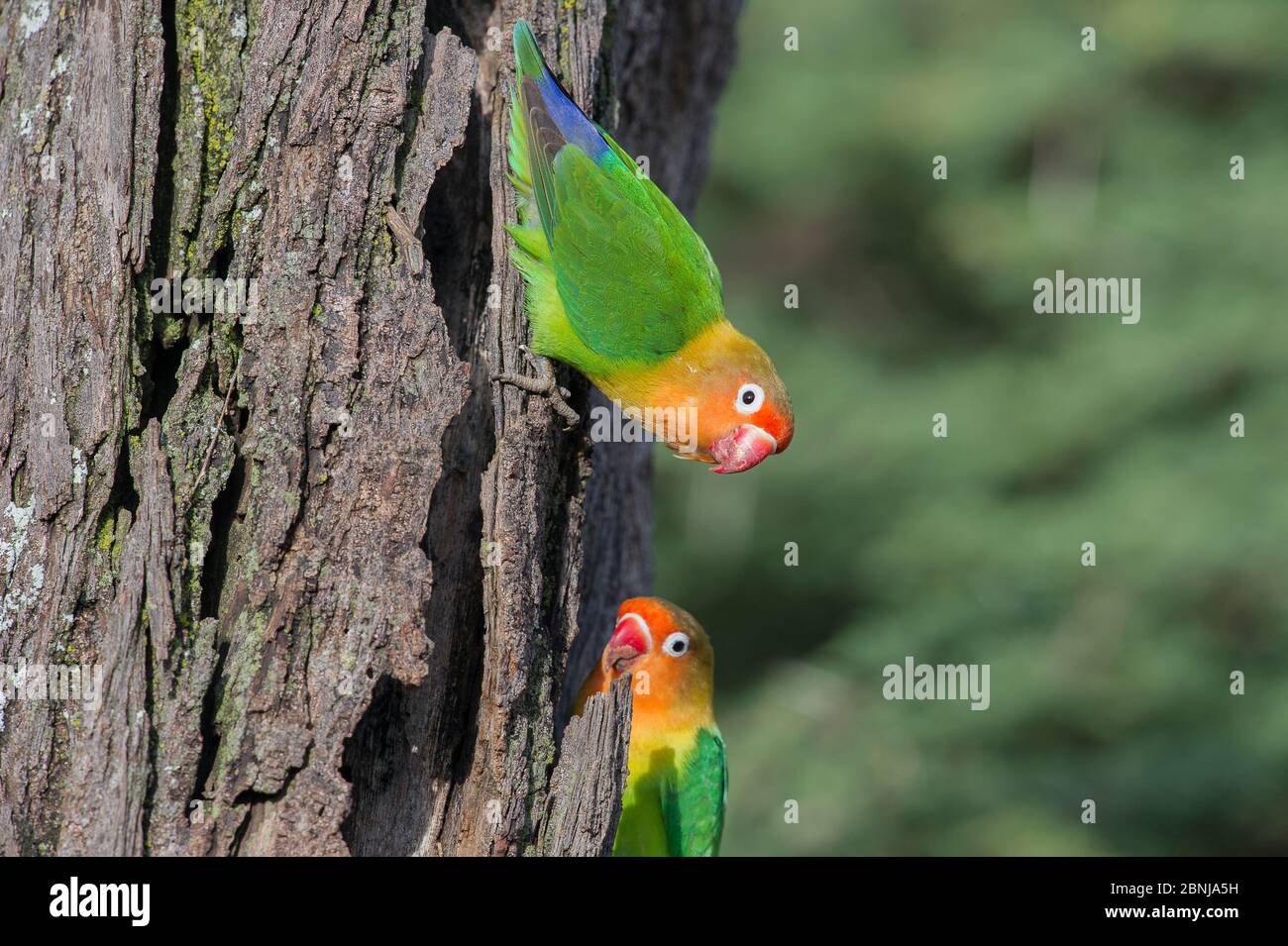 Fischer S Lovebirds Agapornis Fischeri On Tree Ndutu Area