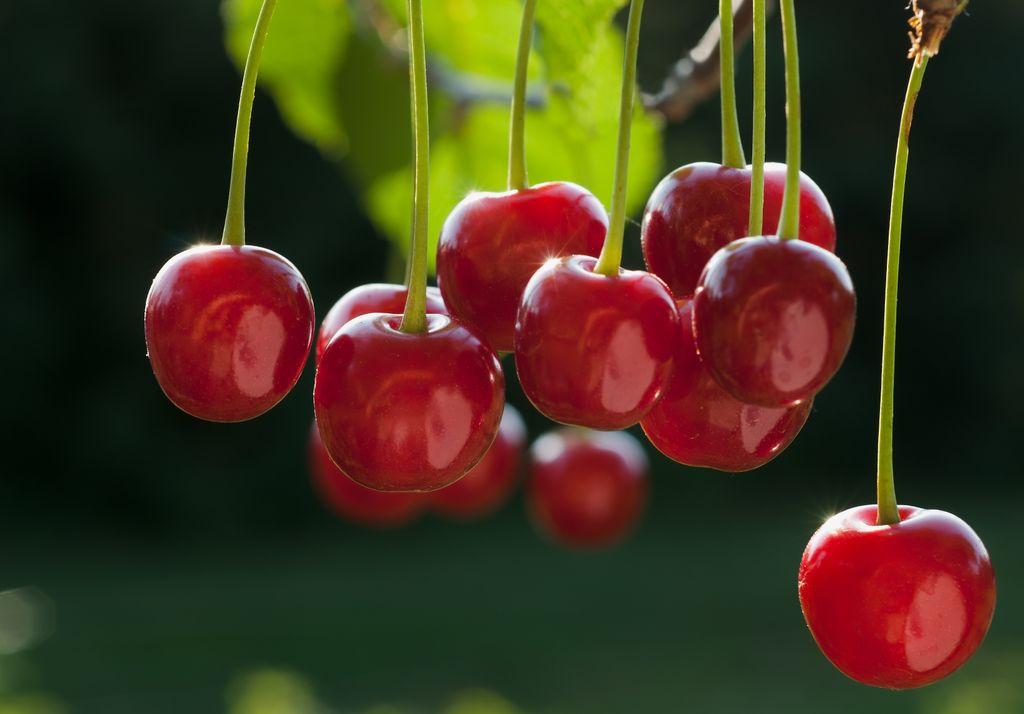 Tart Cherry Juice Reduces Muscle Pain And Inflammation Ohsu News