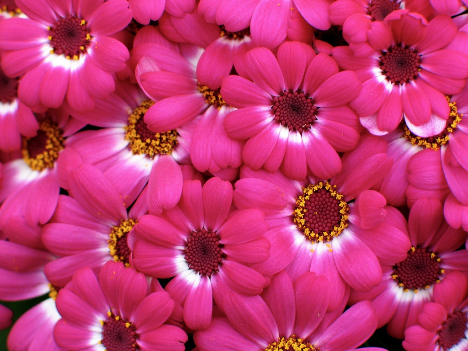 Flowers Pink Wallpaper