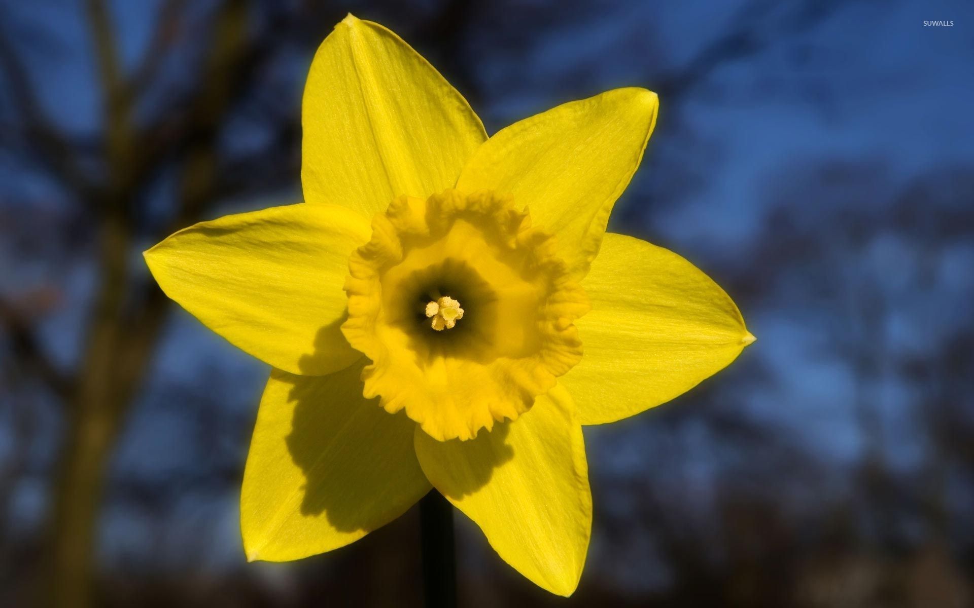Daffodil Wallpaper Flower
