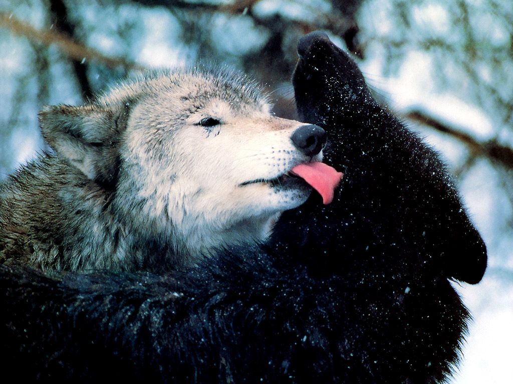 Related Wallpaper Animals Wolves Wolf