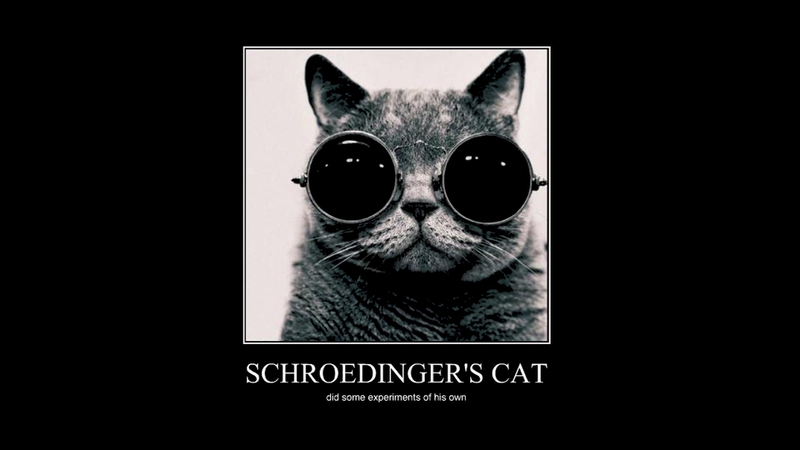 Cats Sunglasses Shades Schrdinger Wallpaper Animals