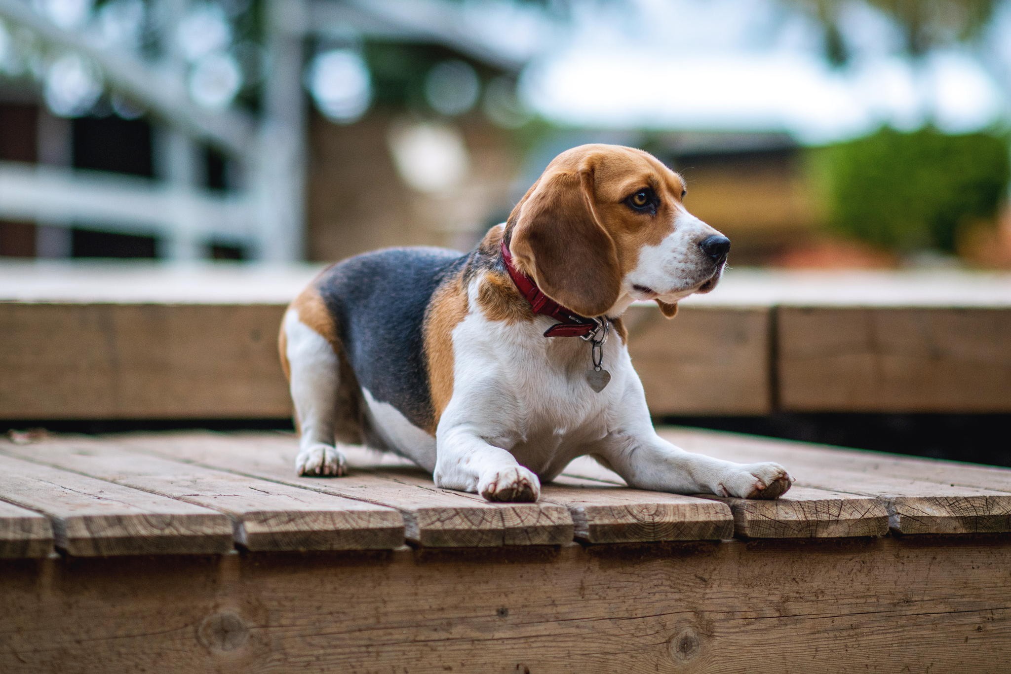 Beautiful Beagle Dog Widescreen High Resolution Desktop