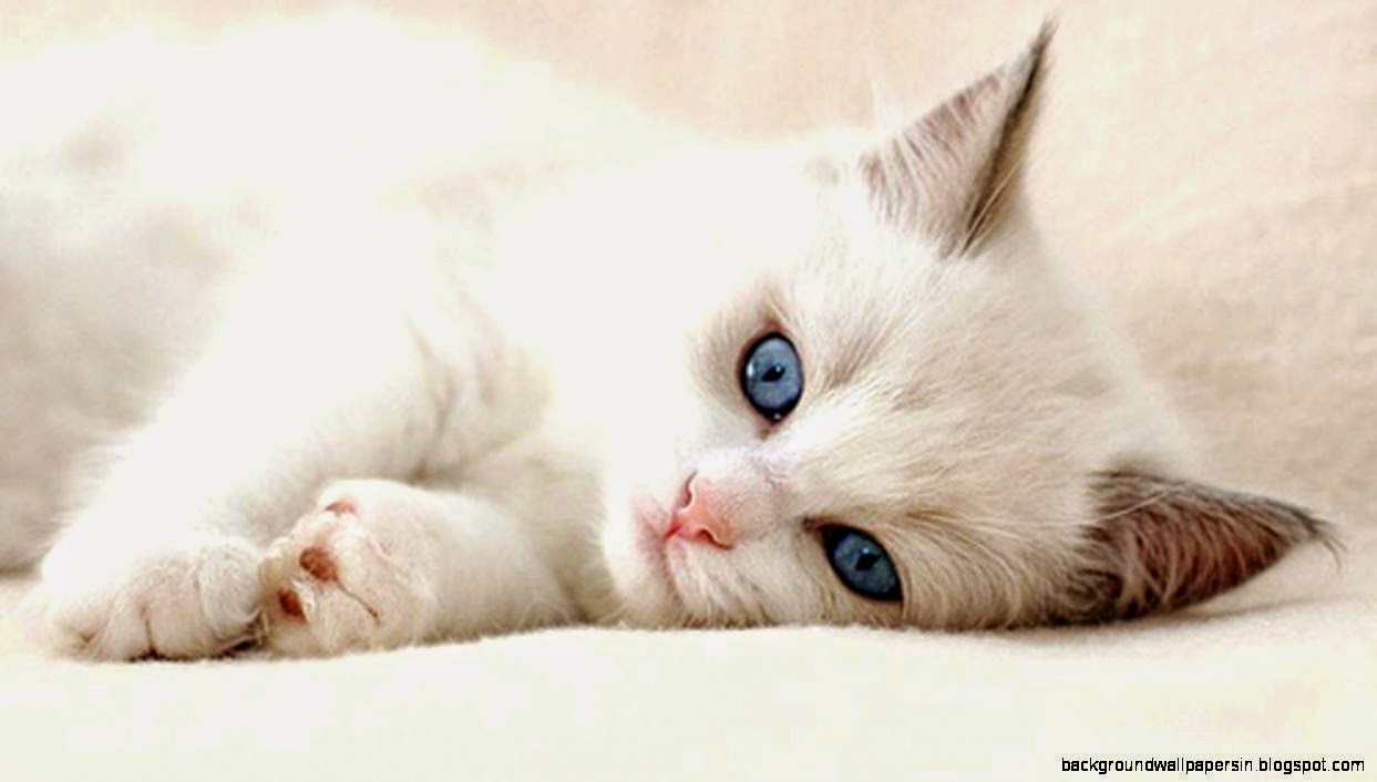 Cat Wallpaper High Definition For