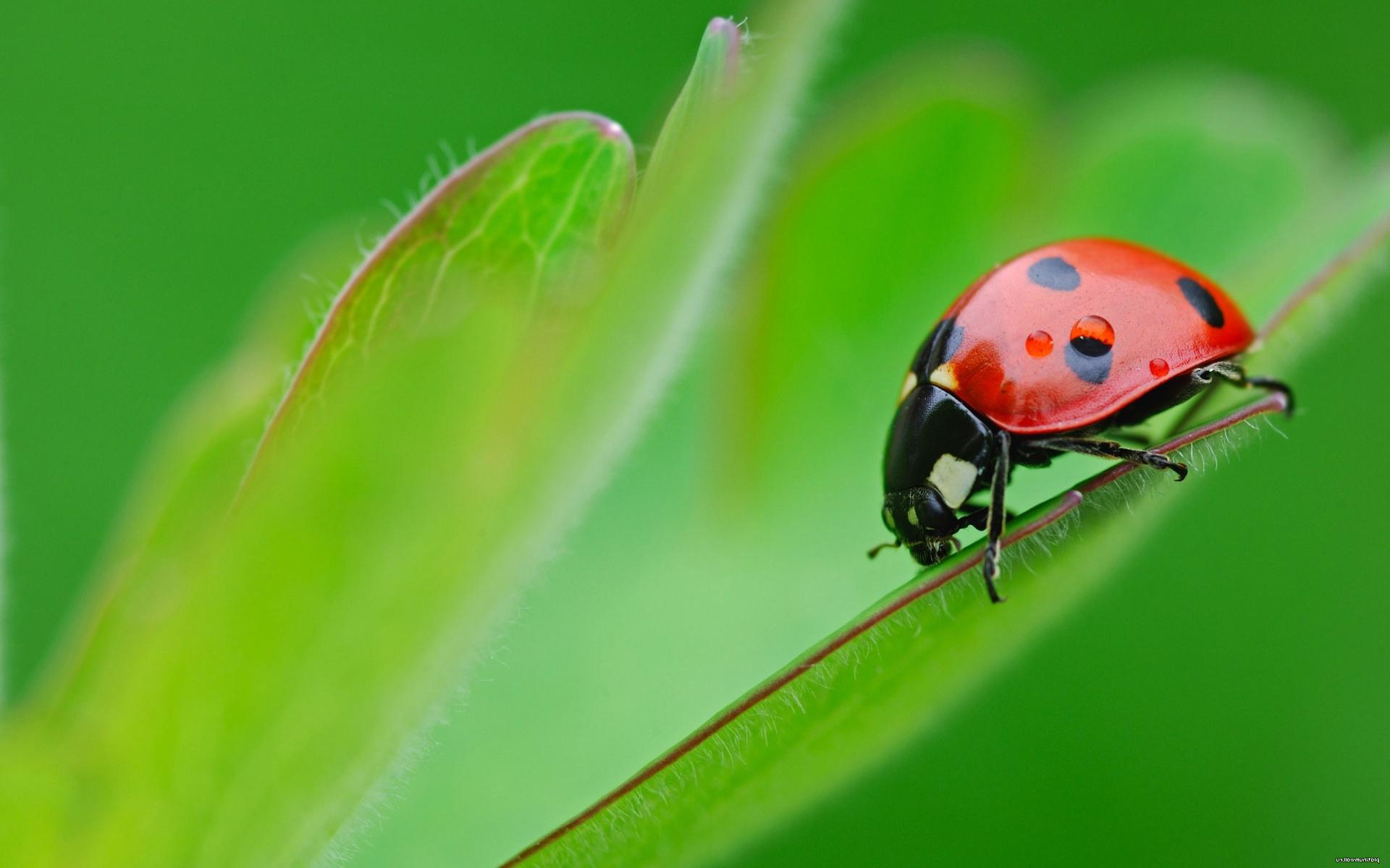 Ladybug Wallpaper HD