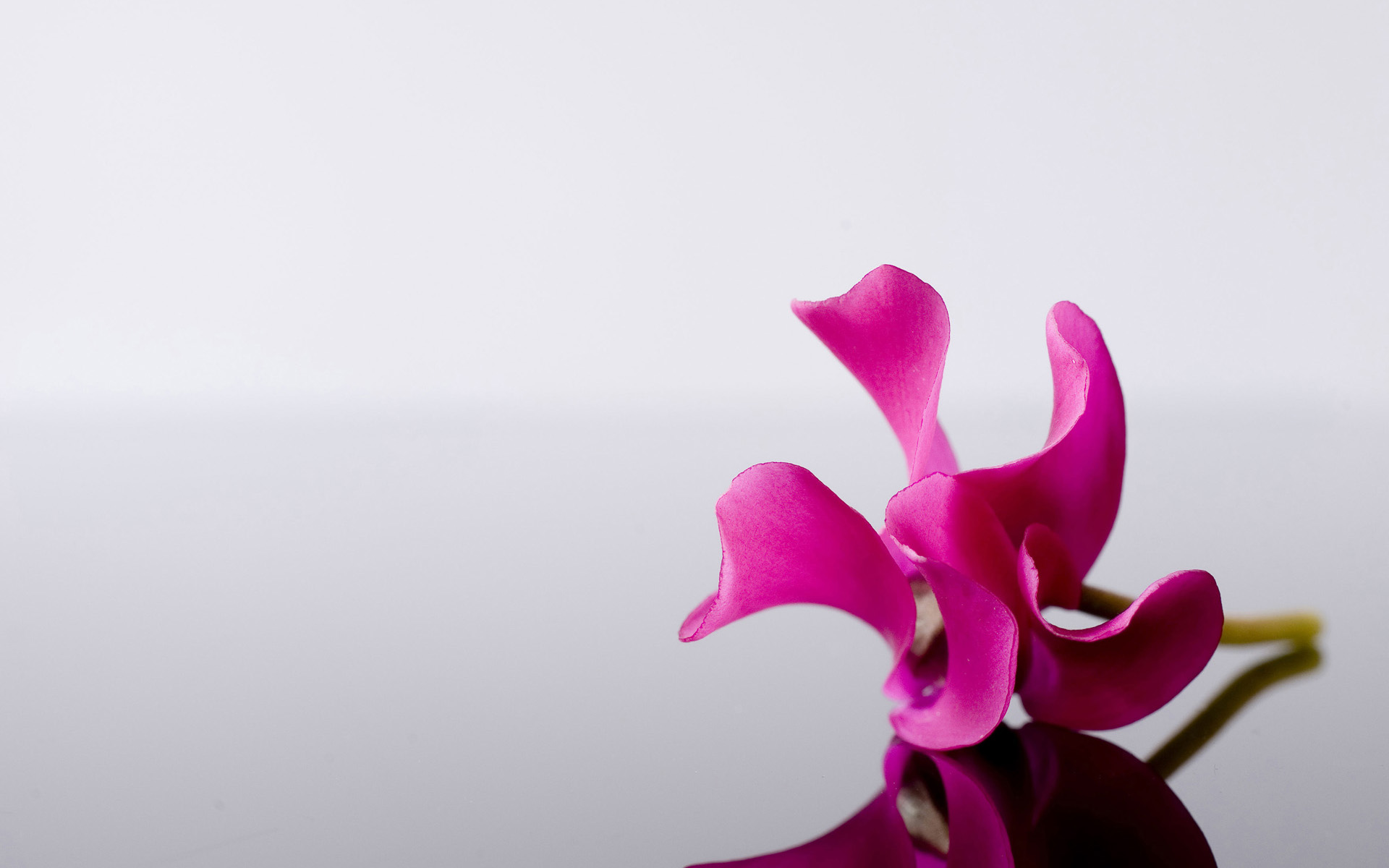 Purple Orchid Wallpaper In High Quality Desktop