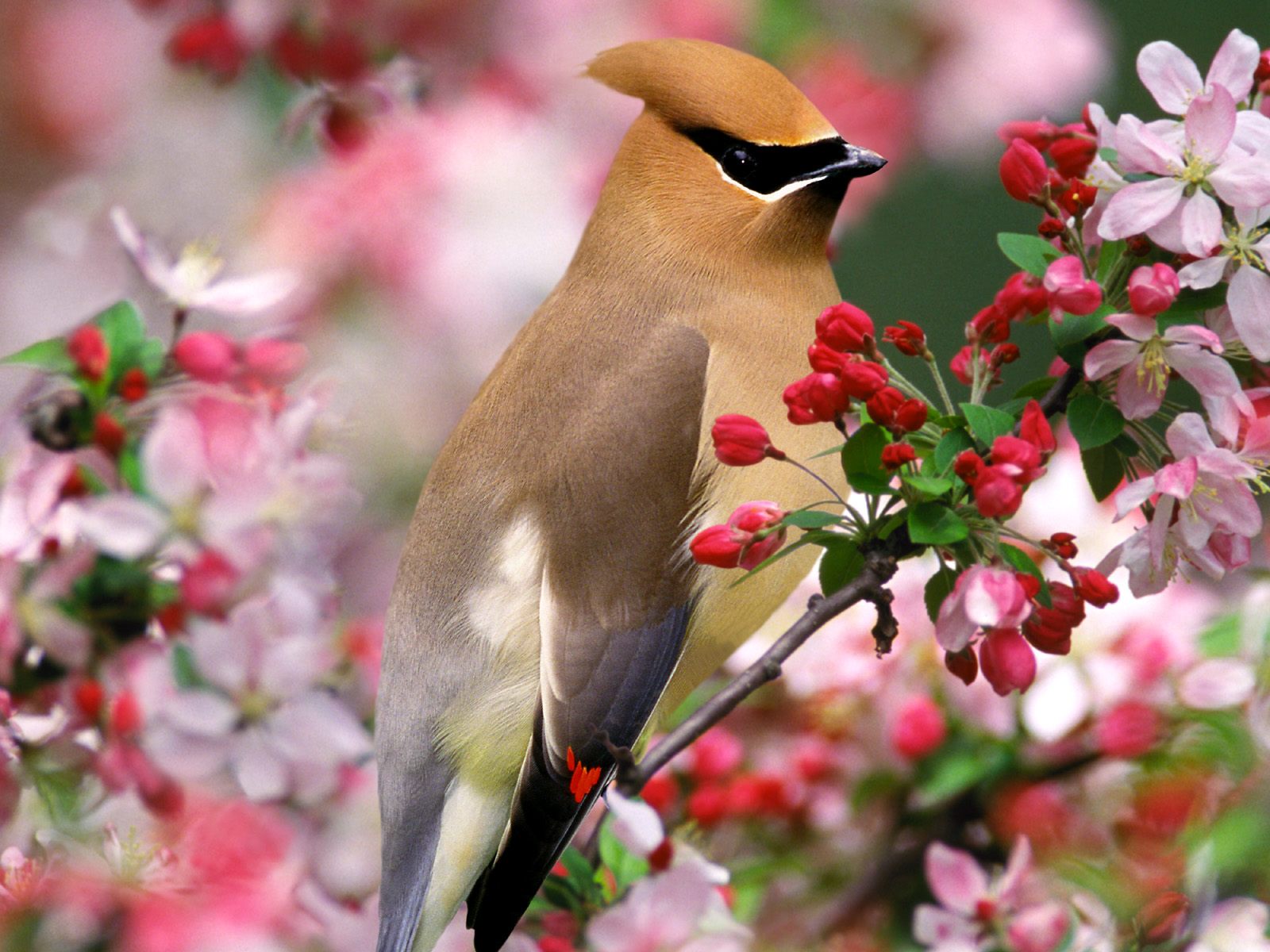  HarmonyBird Wallpaper Birds and Spring Flowers
