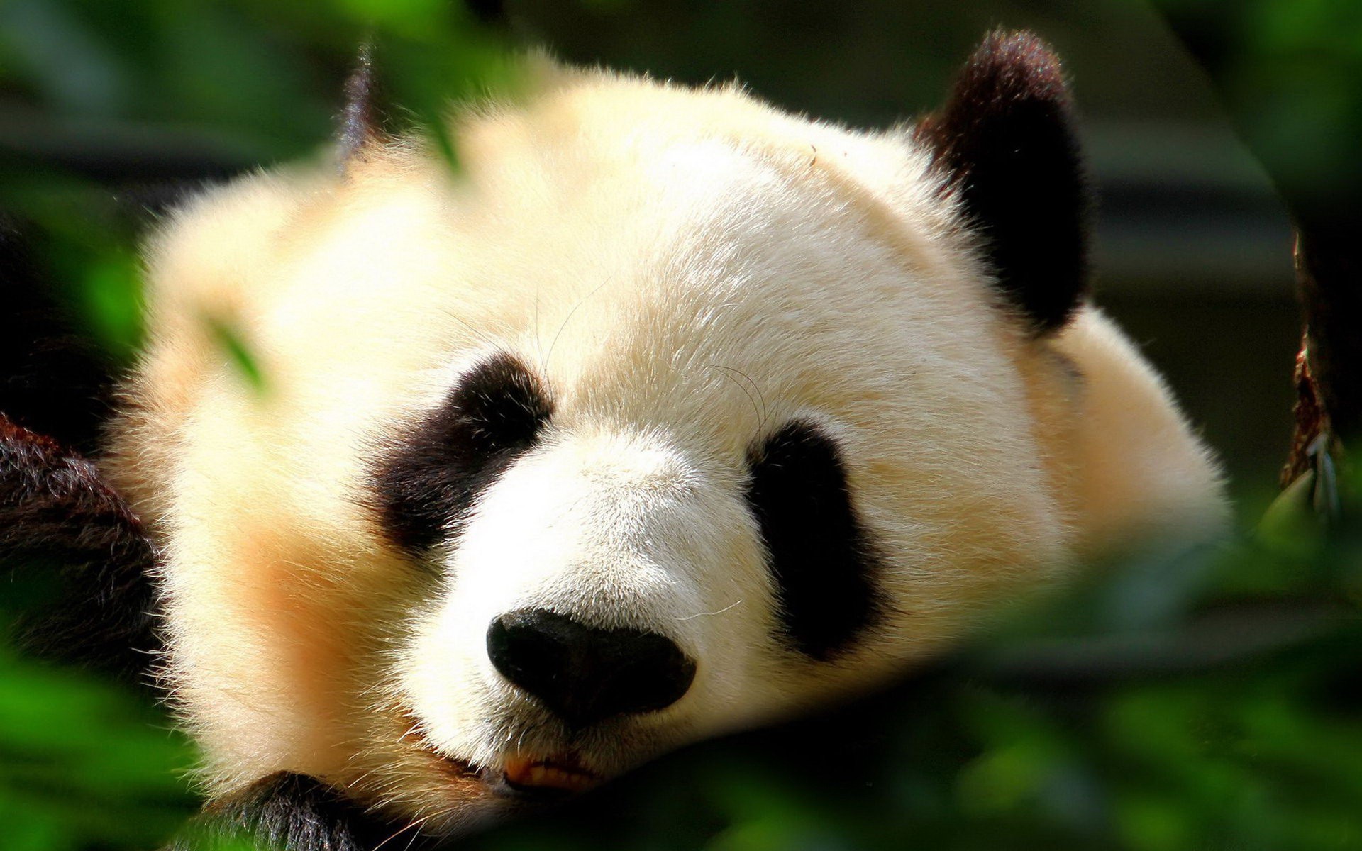 Cute Giant Panda HD Wallpaper In Pixels