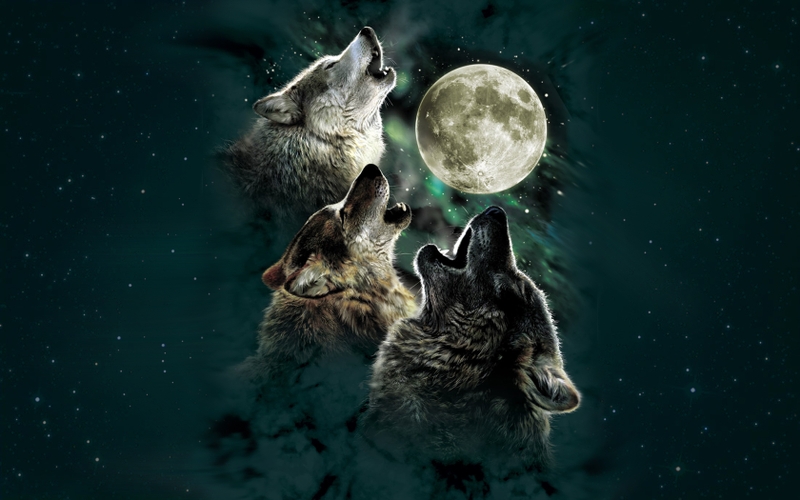 Moonwolf moon wolf 1680x1050 wallpaper Moons Wallpaper