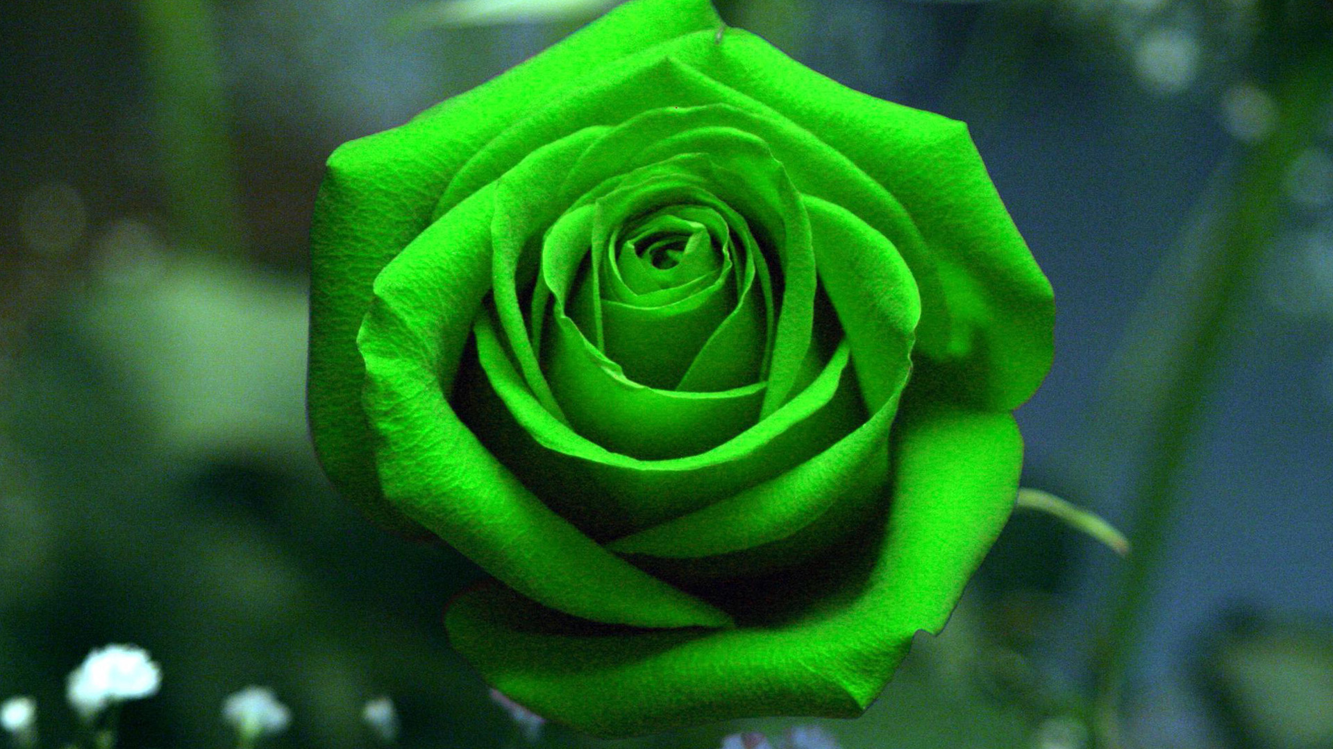 Dark Green Roses Wallpaper Background Pictures And Image