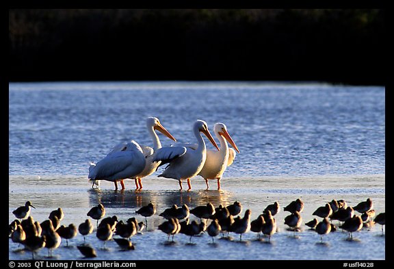 Picture Photo Pelicans Dwarf Other Wading Birds Ding Darling Nwr