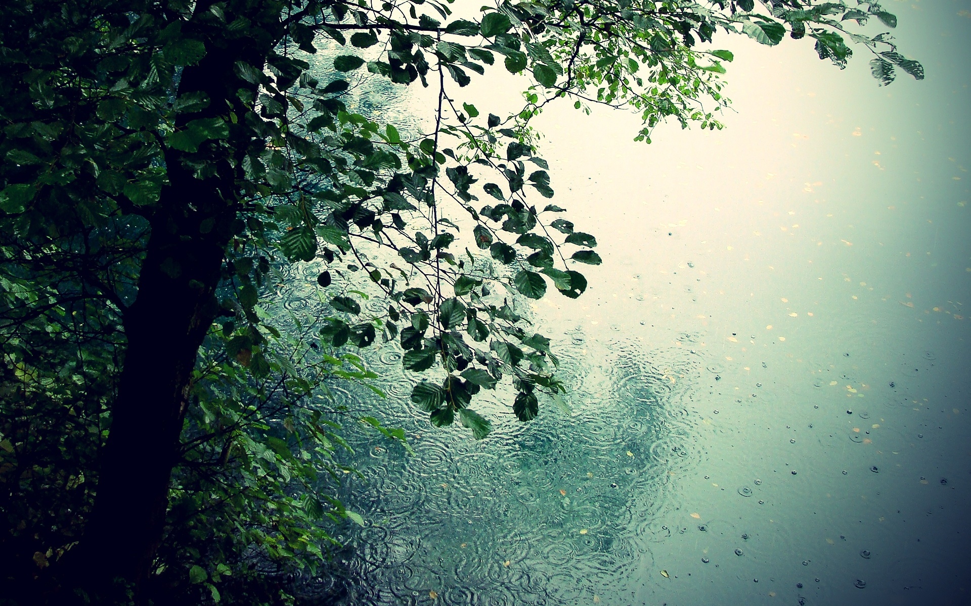 Rain In The Forest Wallpaper 3d For Desktop