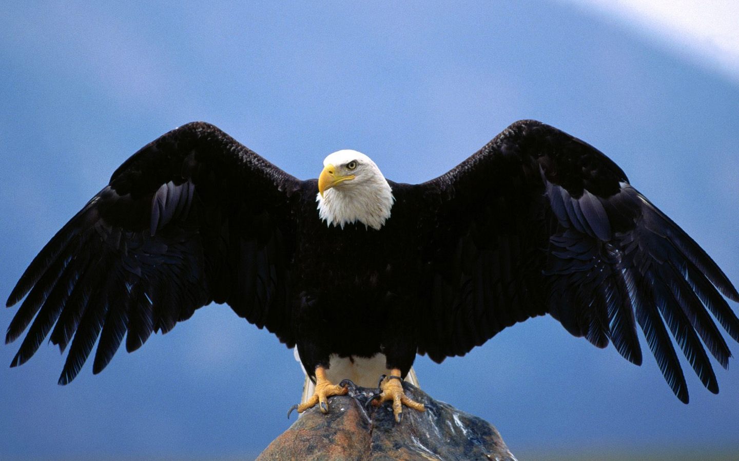 American Bald Eagle Wingspan Wide Image Animals Wild Life