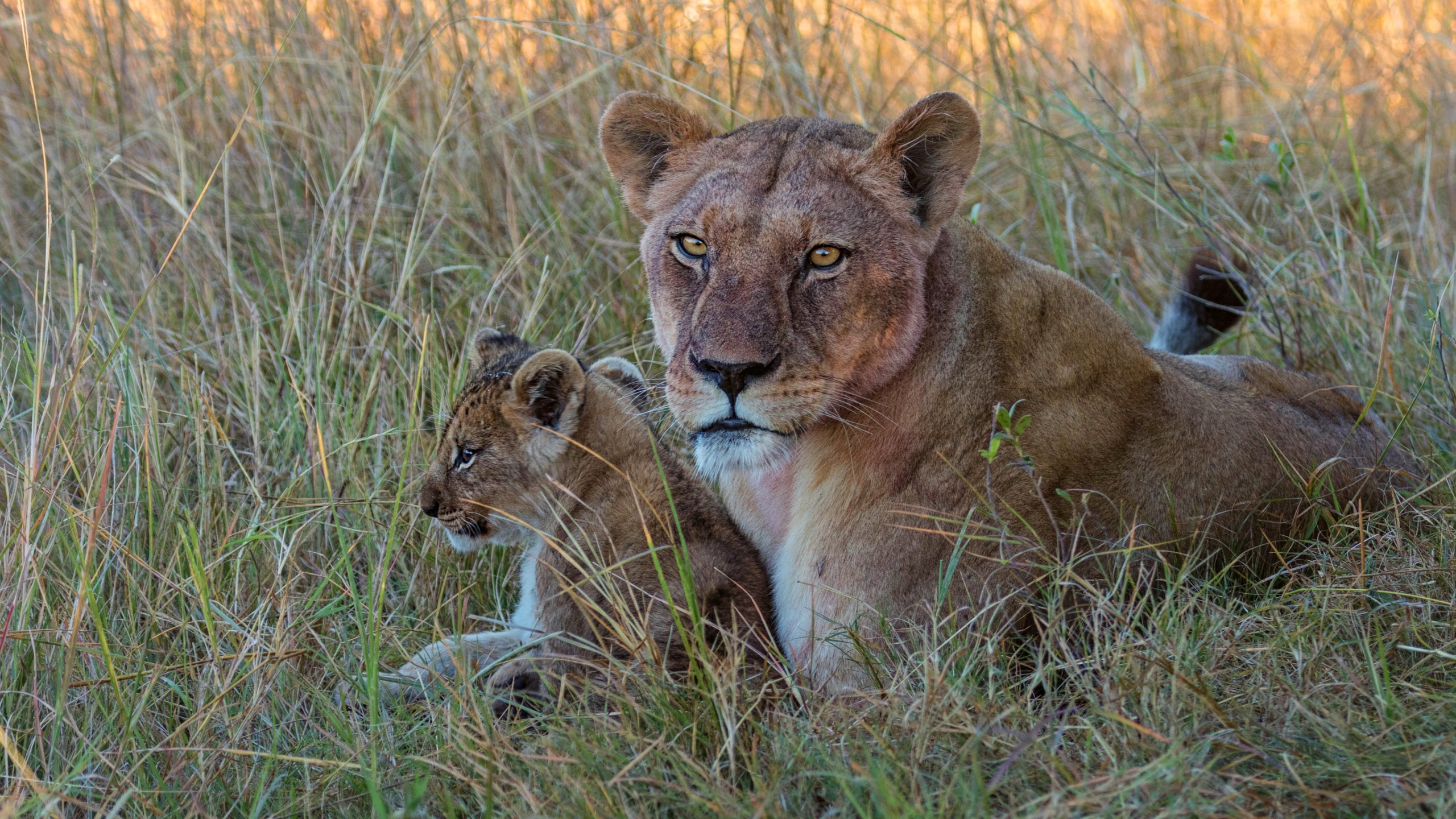 Lioness Cubs Grass Glance Two Wallpaper
