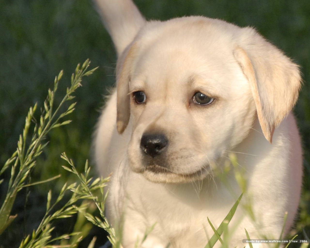 Labrador Retriever Puppies On Farm No Desktop Wallpaper
