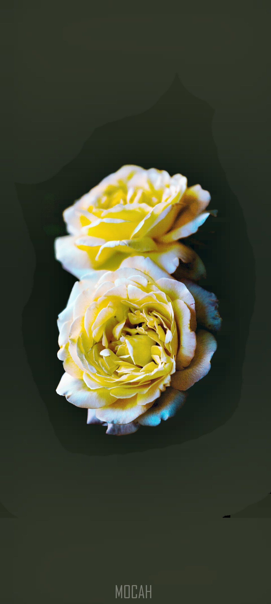 Two blooming yellow roses on a dark background, perfect for a mobile wallpaper