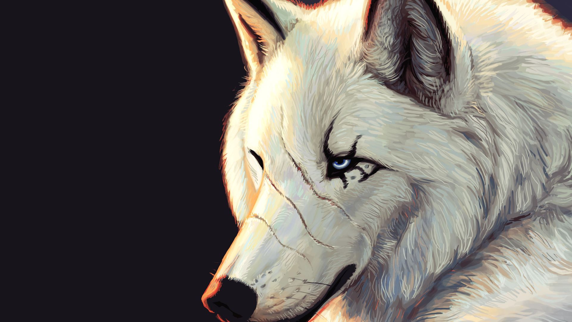 Wolf HD Desktop Wallpaper