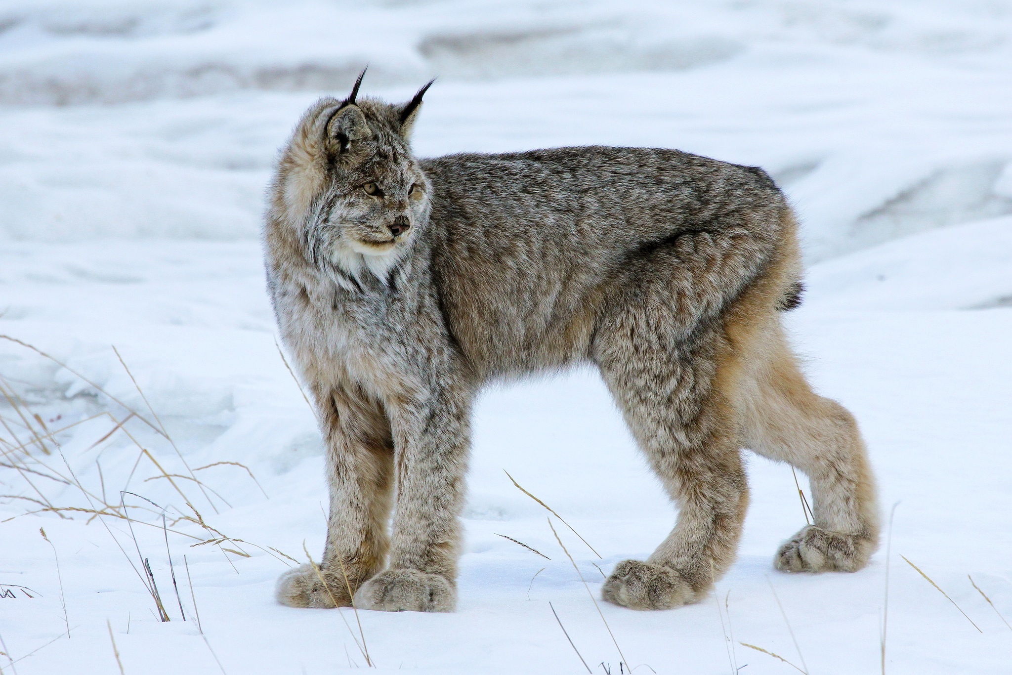 Lynx Wild Cat Winter Wallpaper