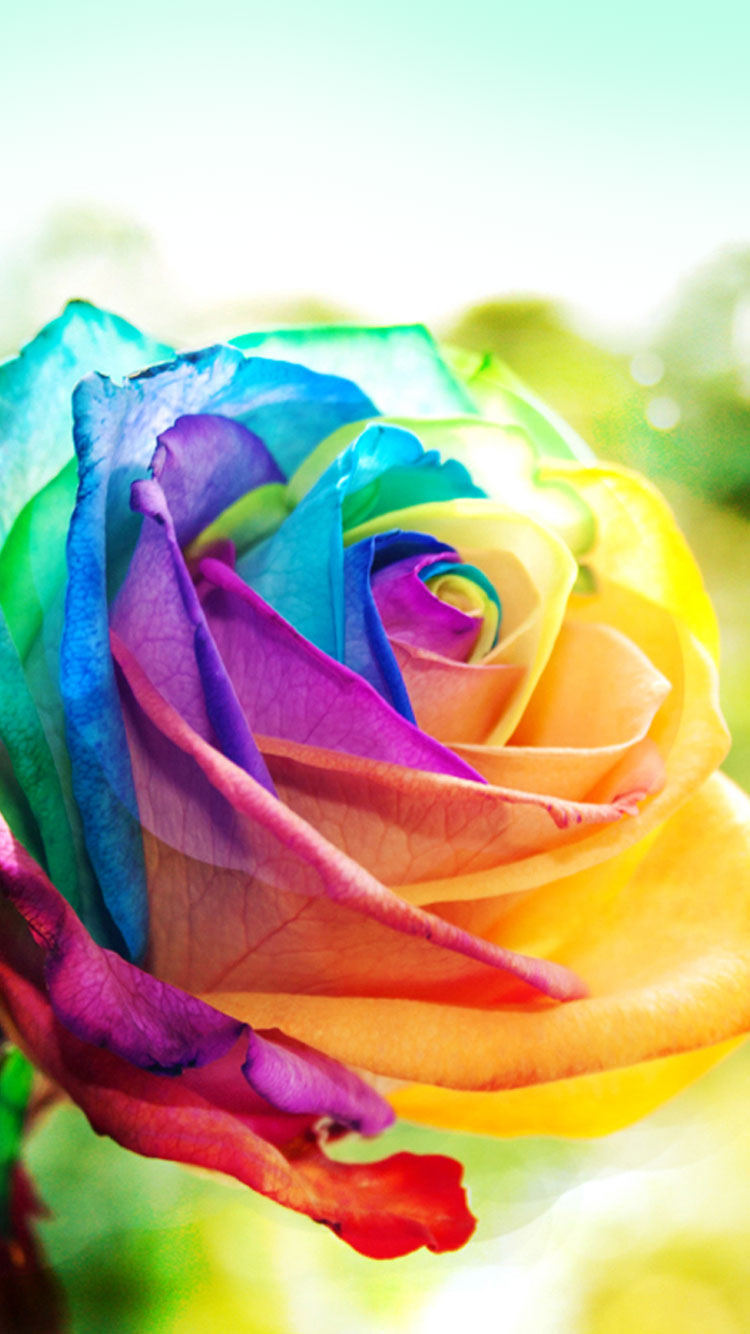 Colorful Rose iPhone 6s Wallpaper