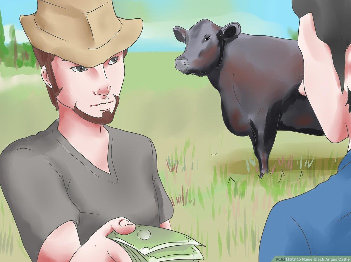 Raise Black Angus Cattle Steps With Pictures Wikihow