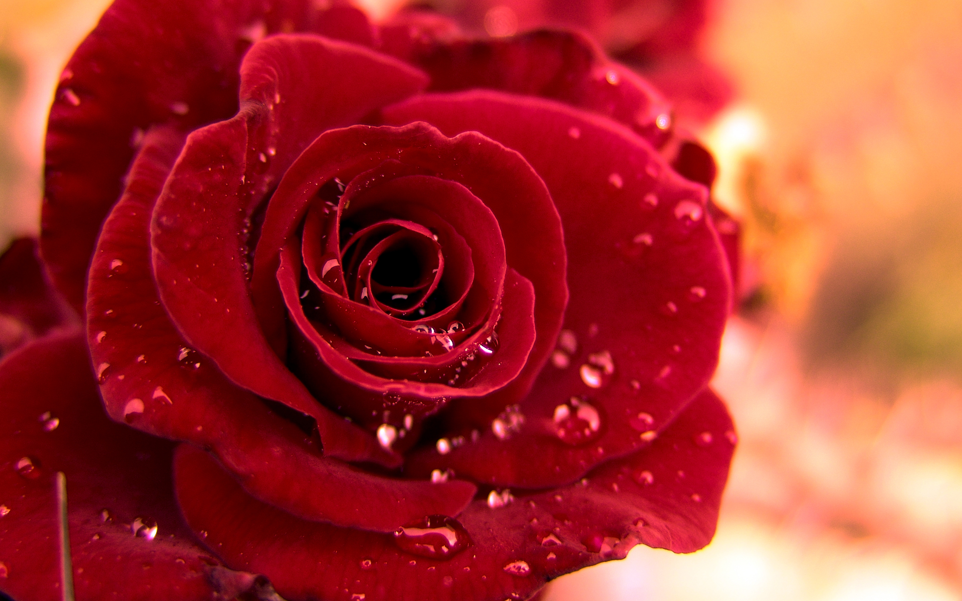 Beautiful Red Rose Wallpaper Colors