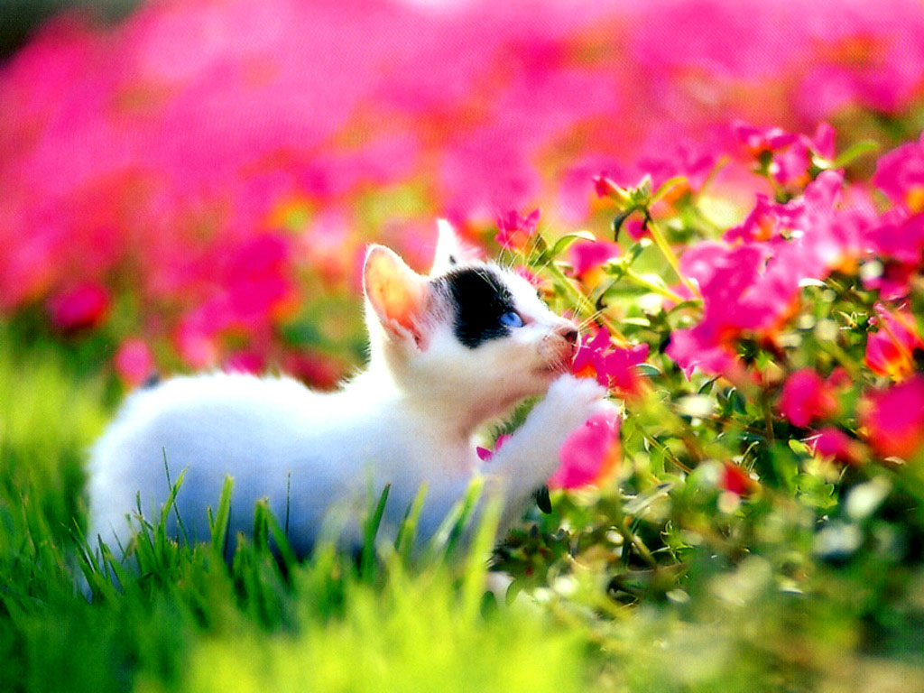 Kitten Flowers Desktop Wallpaper