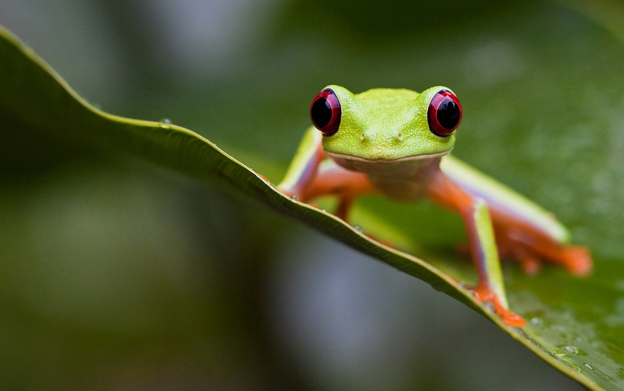 Related Pictures Cute Frog Background Wallpaper With