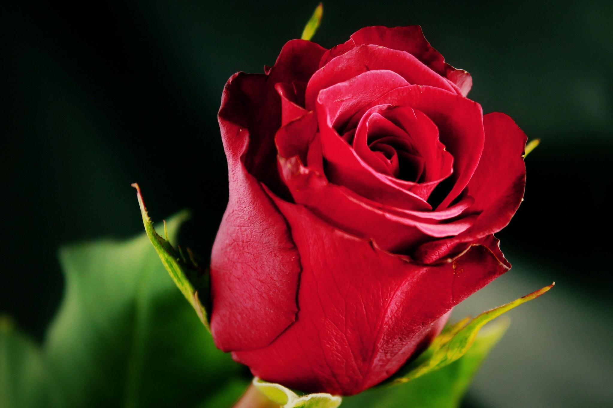 Single Red Rose High Quality And Resolution Wallpaper