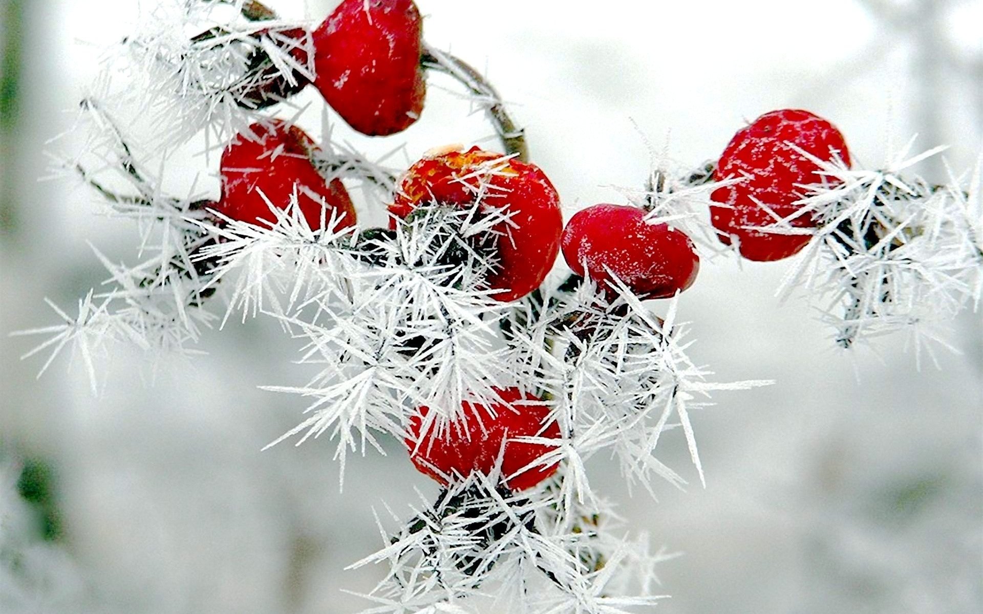 Nature winter red berries rose hips snow frost wallpaper 1920x1200 1920x1200