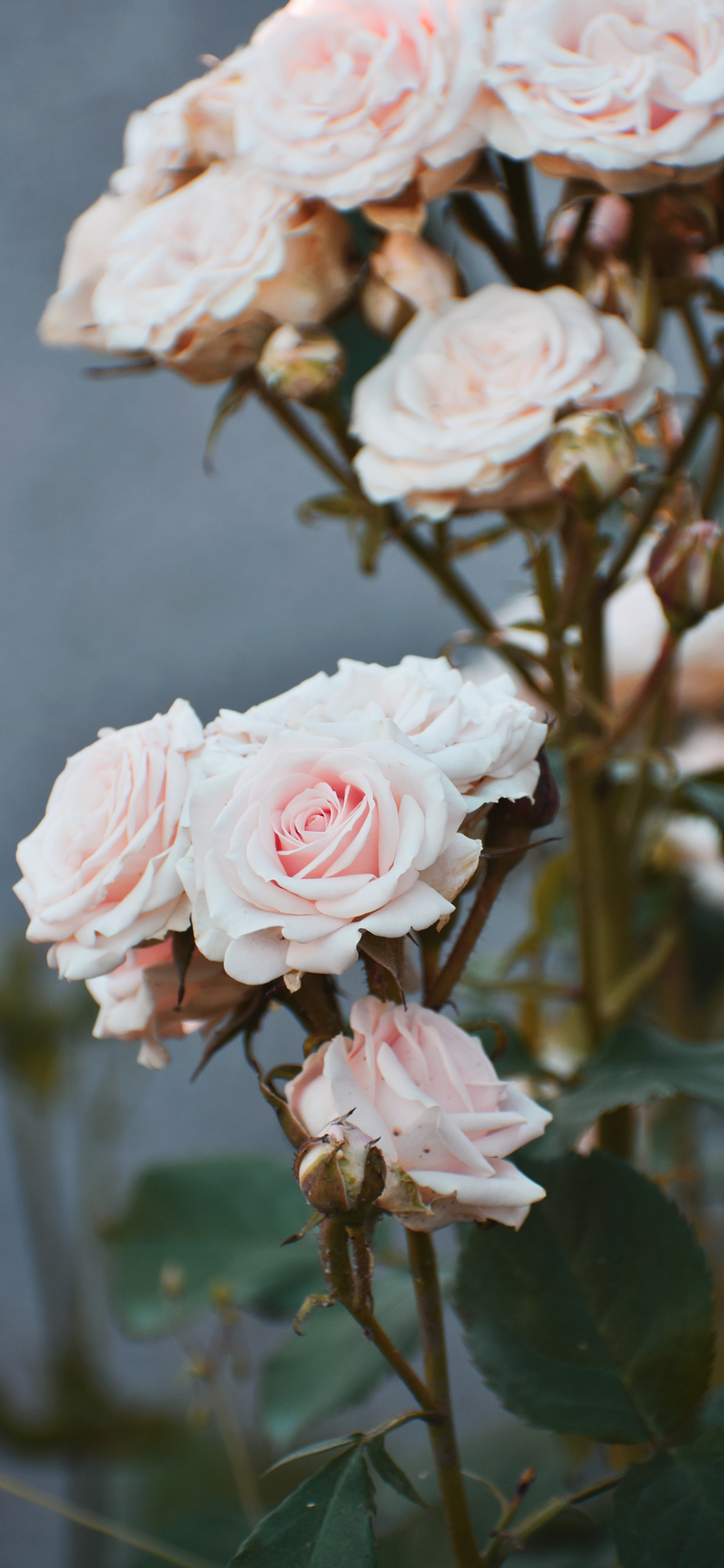 Beautiful Rose iPhone Wallpaper