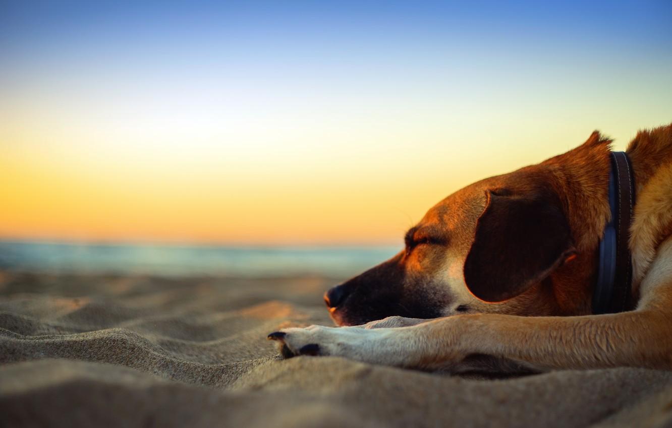 Wallpaper Beach Twilight Sea Sunset Dog Sand Dusk Seaside