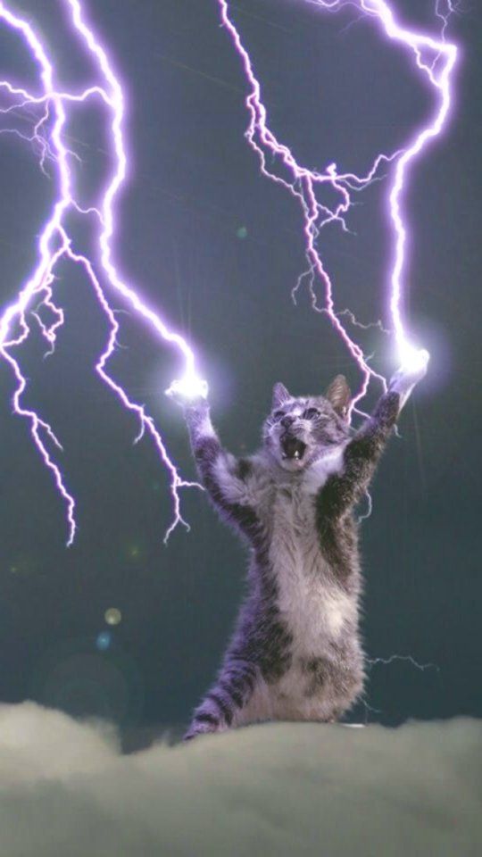 All Hail The Lightning God Cat A Nice Phone Wallpaper Cool