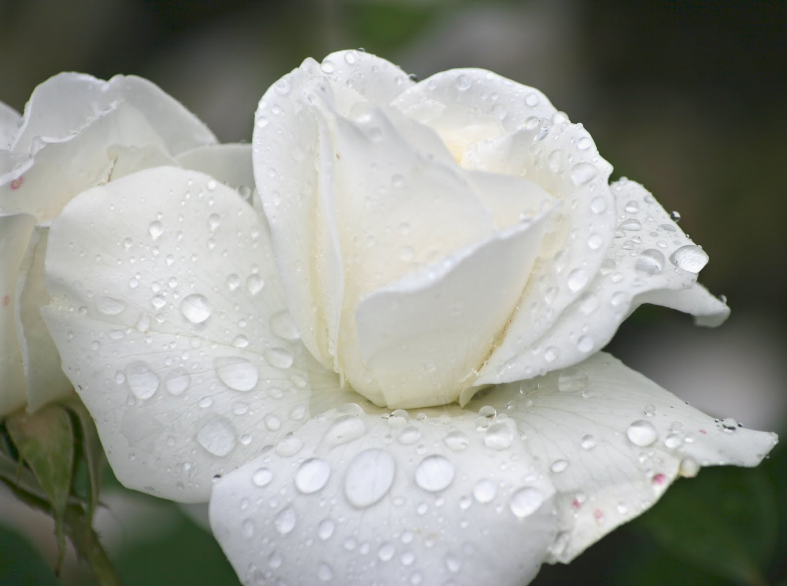 Single Pure White Rose Flower Wallpaper Lbeautifulest