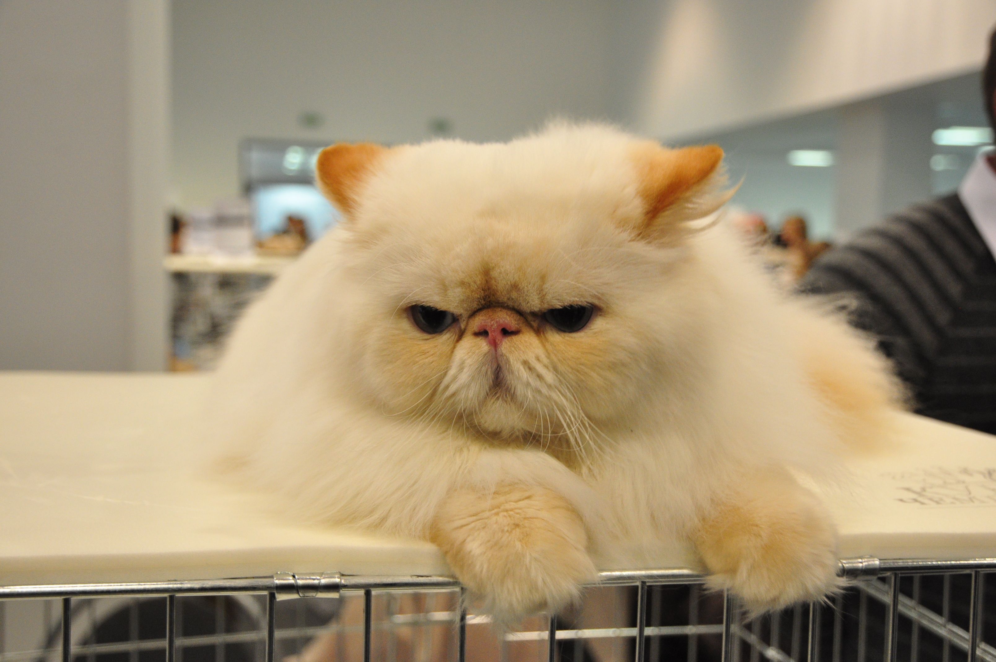 Grumpy Persian Cat Wallpaper And Image Pictures
