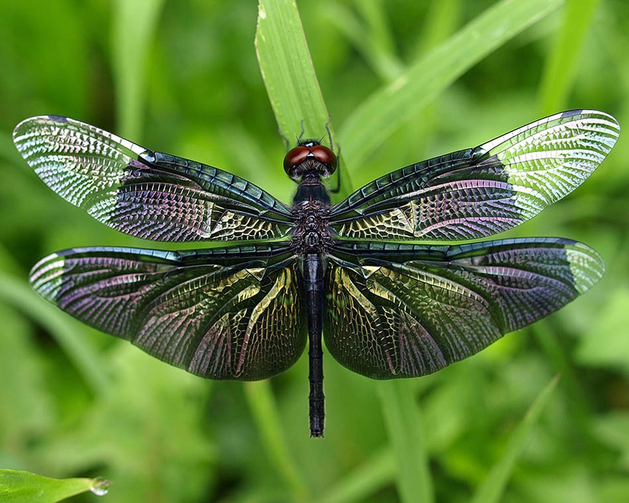 Amazing Dragonfly Insect Facts Image Information