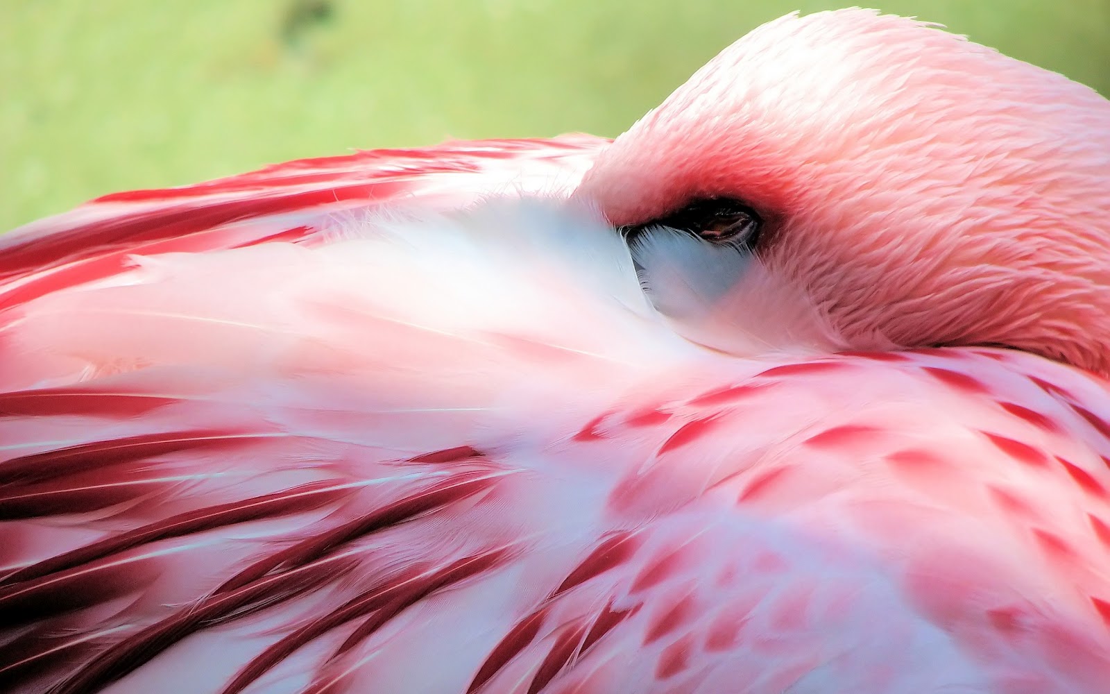 Image Pink Flamingo Bird Pc Android iPhone And iPad Wallpaper
