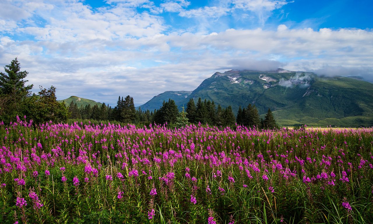 Spring Meadow Flowers With Purple Trees Mountain