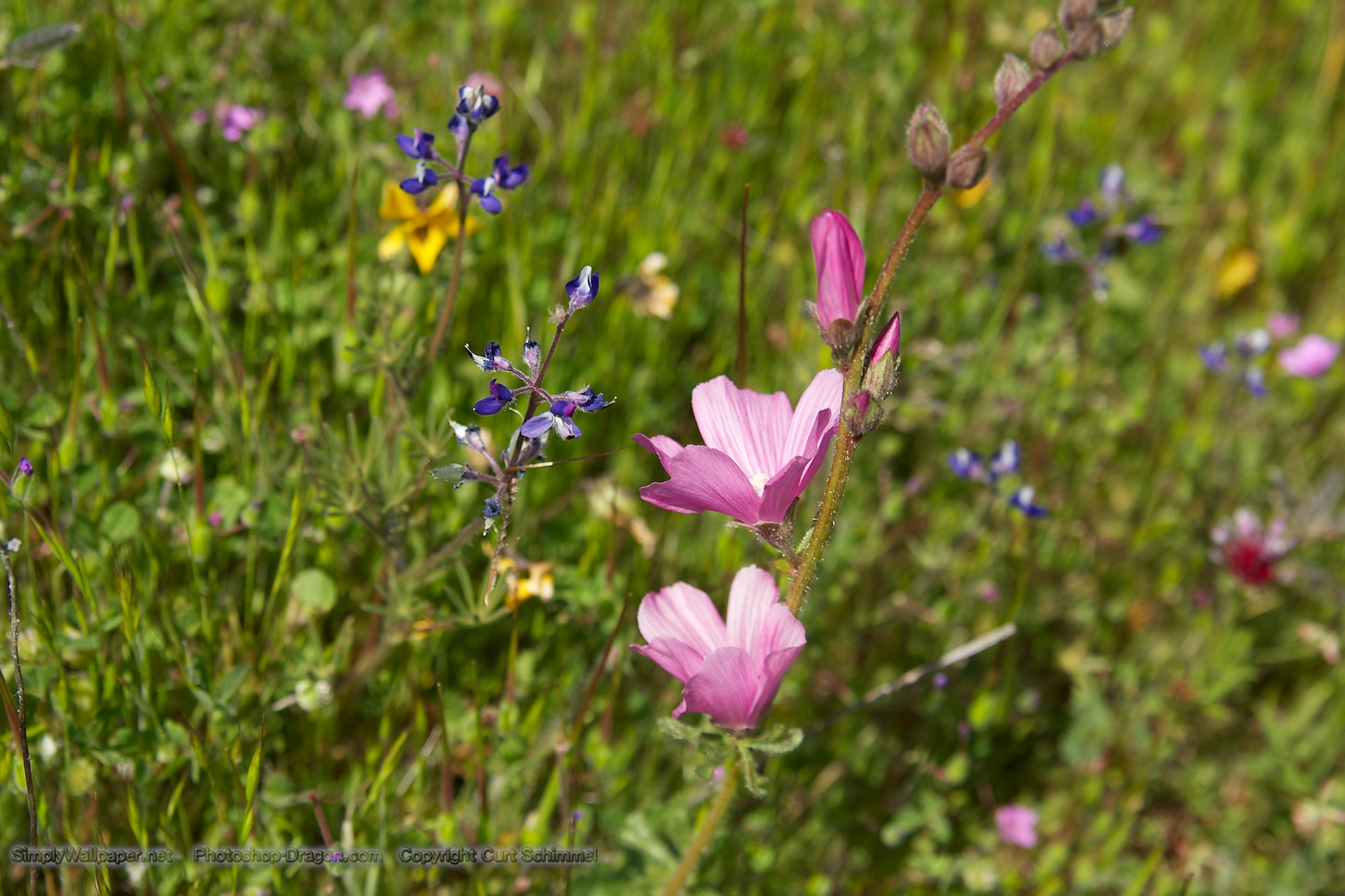 Wildflowers Wallpaper Click Picture For High Resolution HD