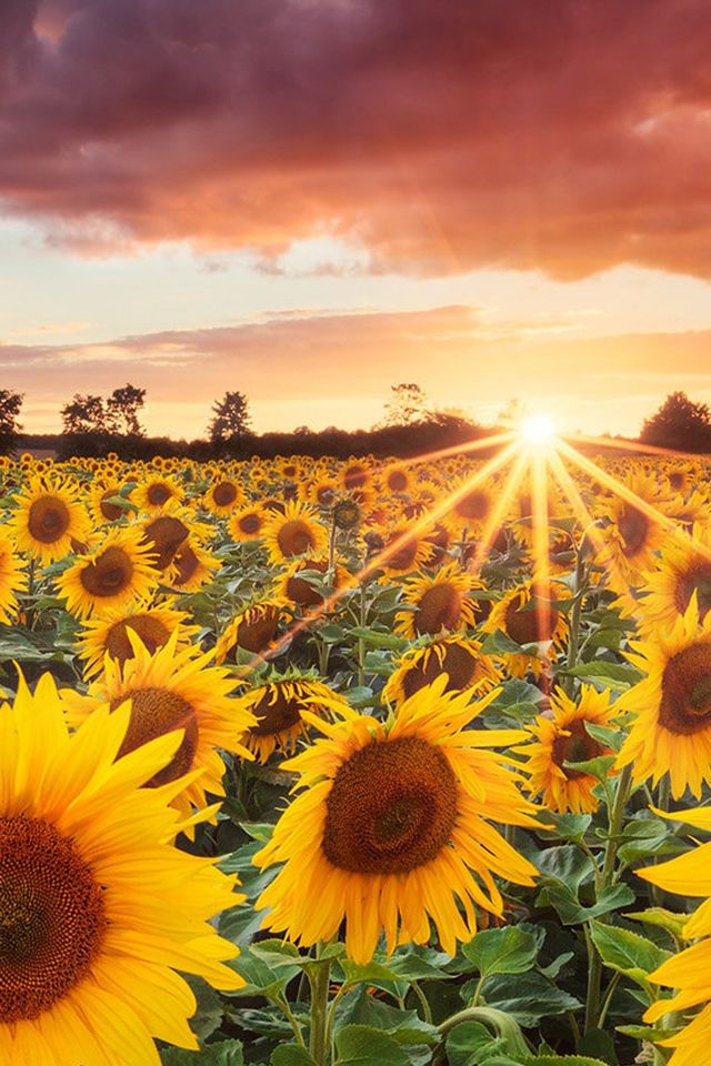 Splendid Sunflower Field Under Sunset iPhone 4s Wallpaper