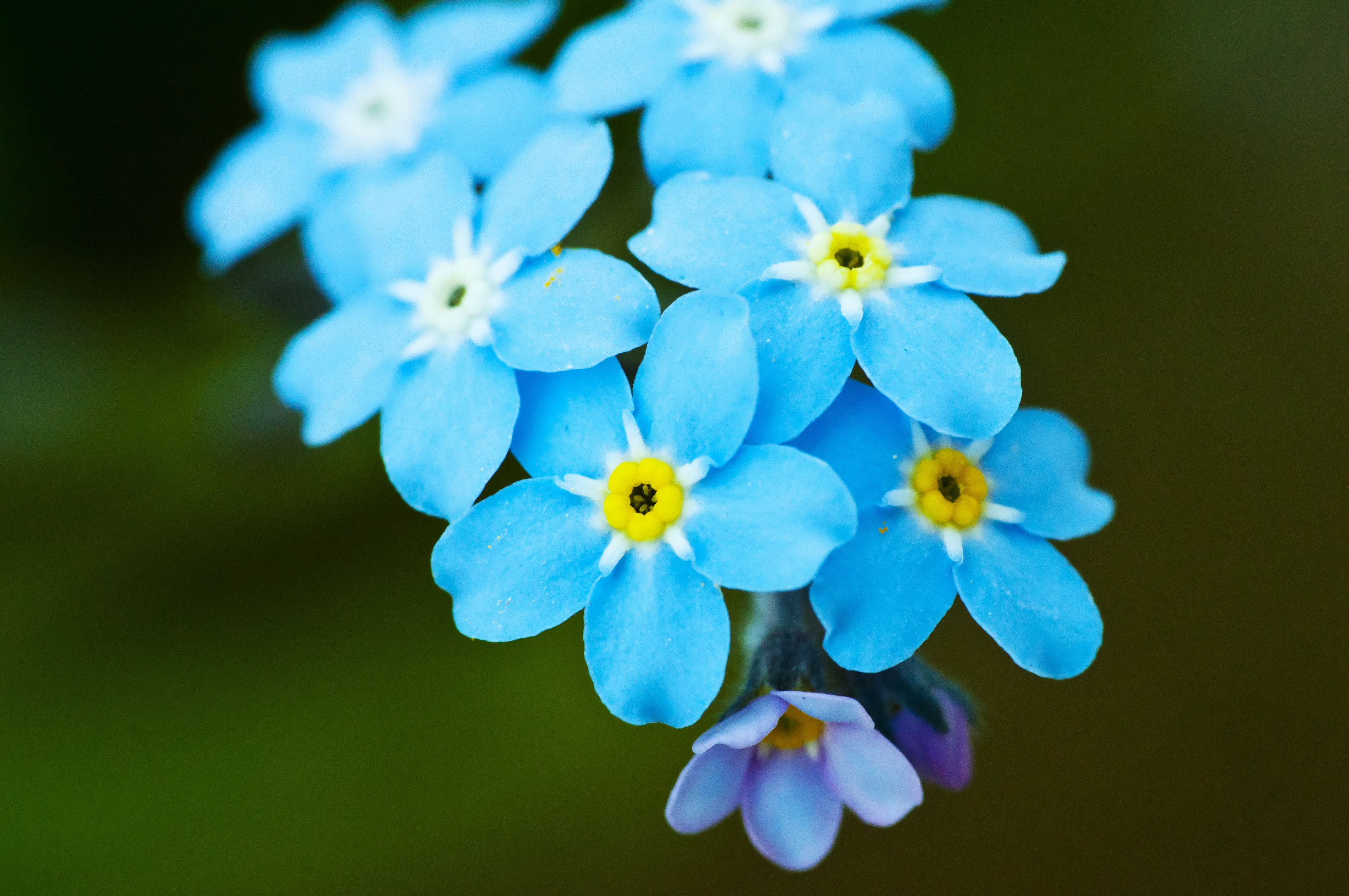 Bright Beautiful Flowers Forget Me Wallpaper And Image
