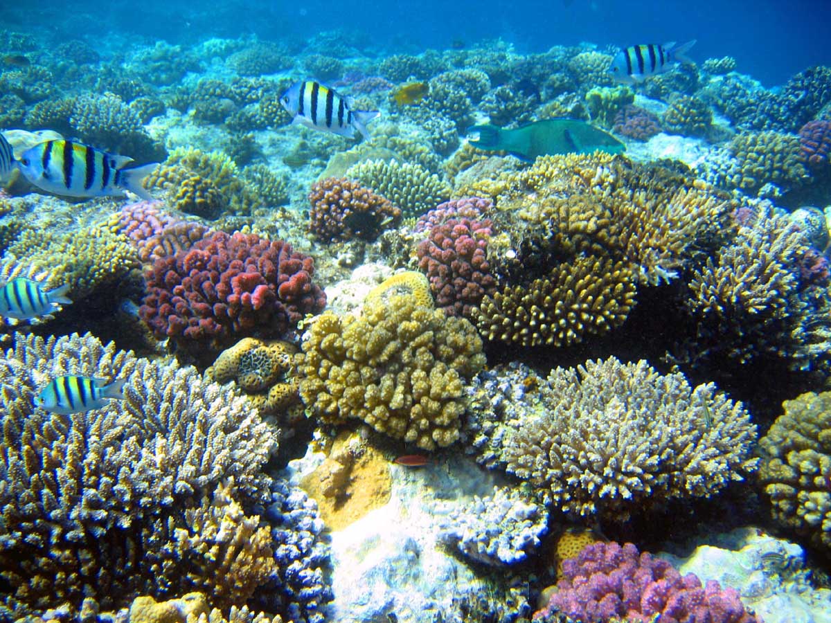 Coral Reef Wallpaper Beautiful HD Nature