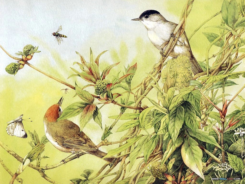 Bird Art Painting Wallpaper6 Wallcoo