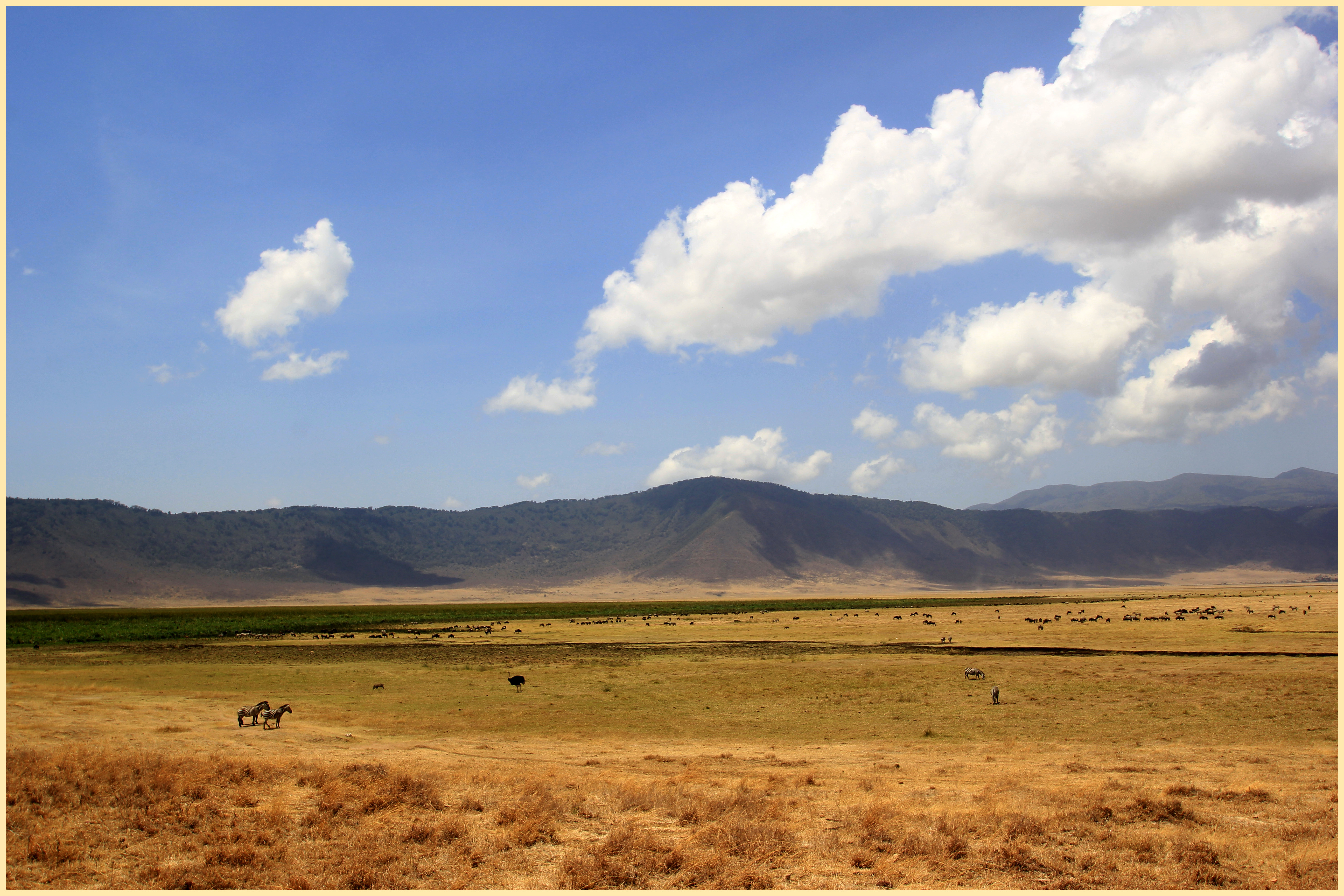 Displaying Image For African Grasslands Background