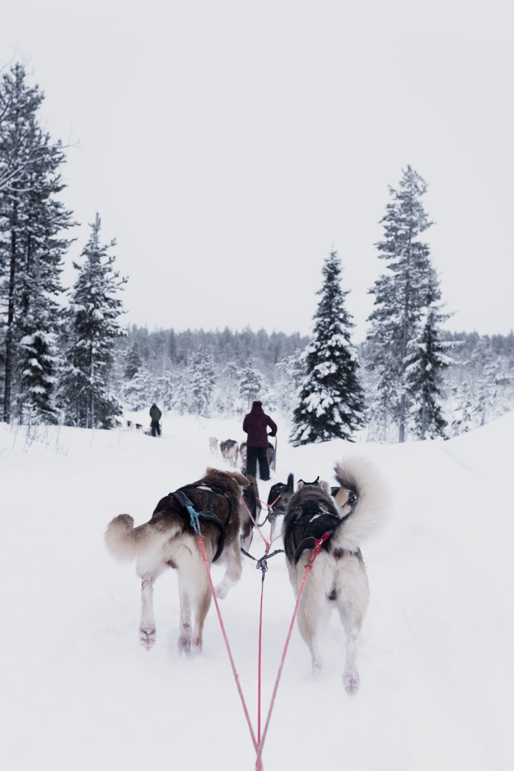Sled Dog Pictures Image