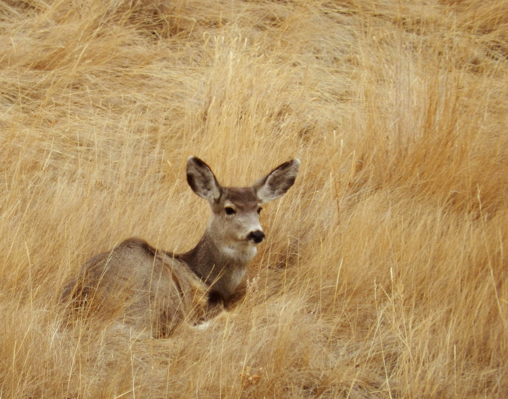 Spot Mule Deer And Pronghorn Antelope Html