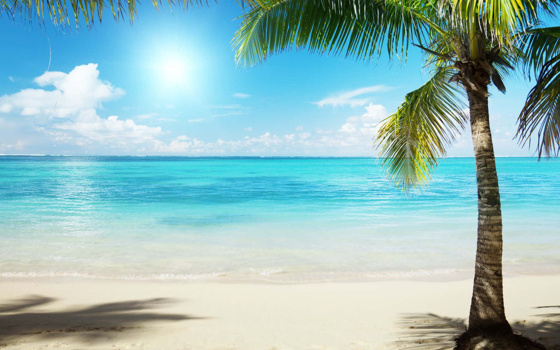 Palm Tree Beach Wallpaper