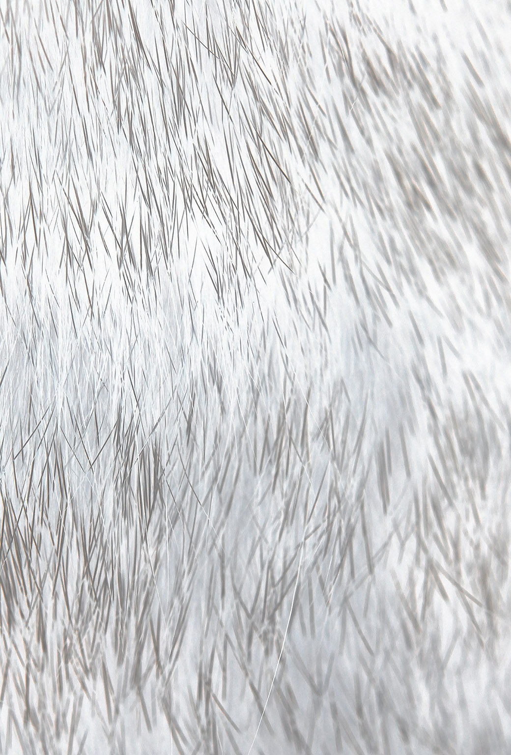 Ios7 Cat Fur Rawrdis White Parallax HD iPhone iPad Wallpaper