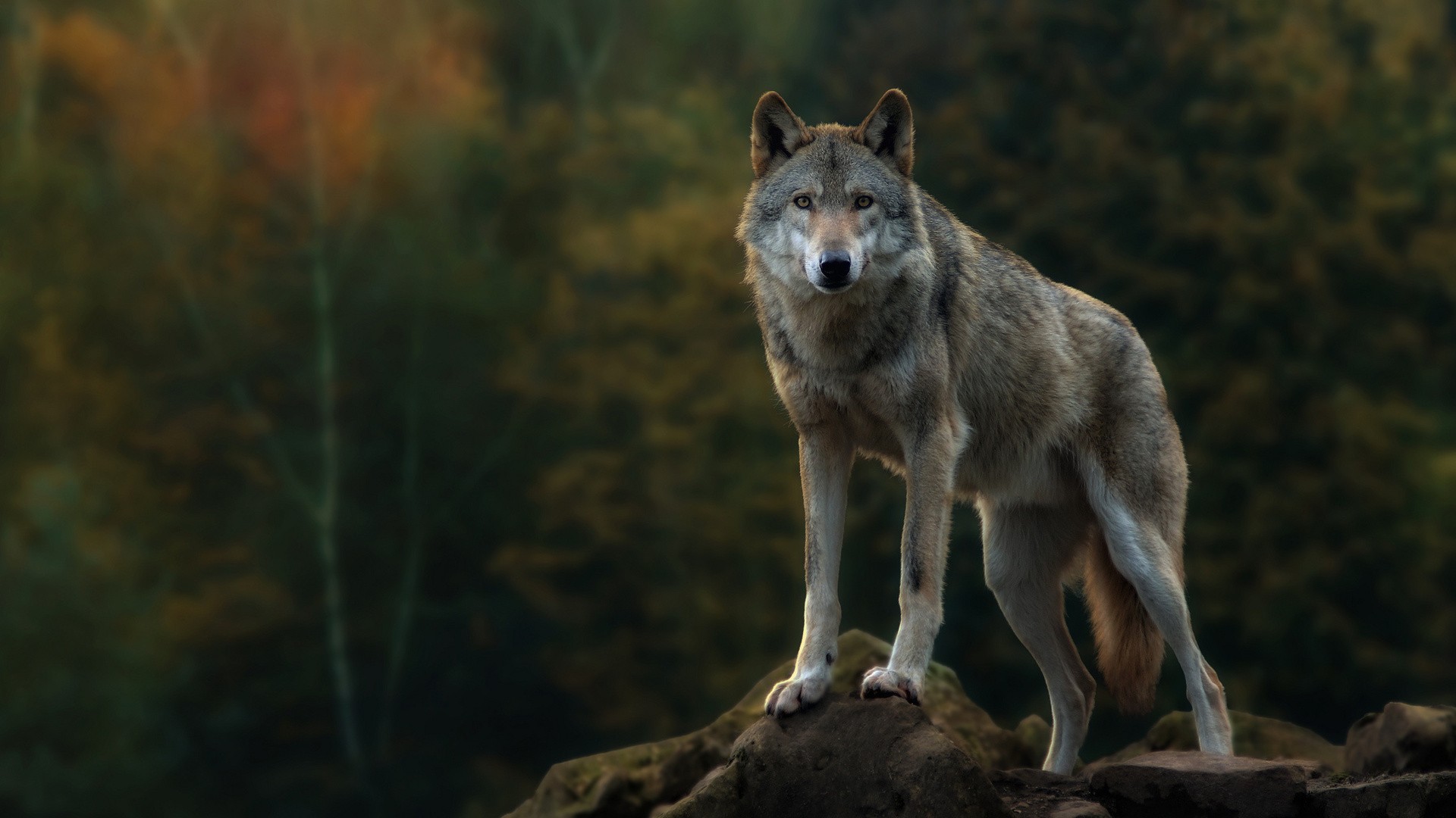 Gray Wolf Computer Wallpaper Desktop Background
