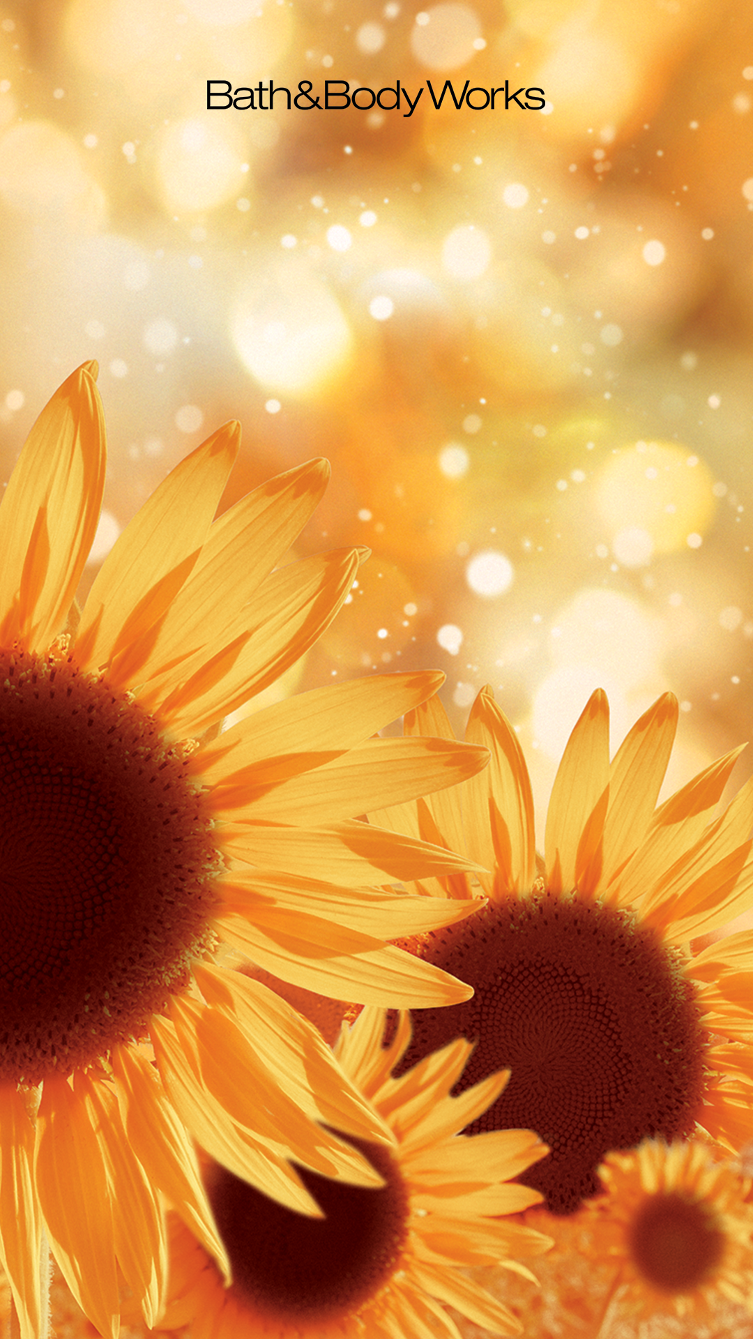 New Golden Sunflower Wallpaper HD Flower