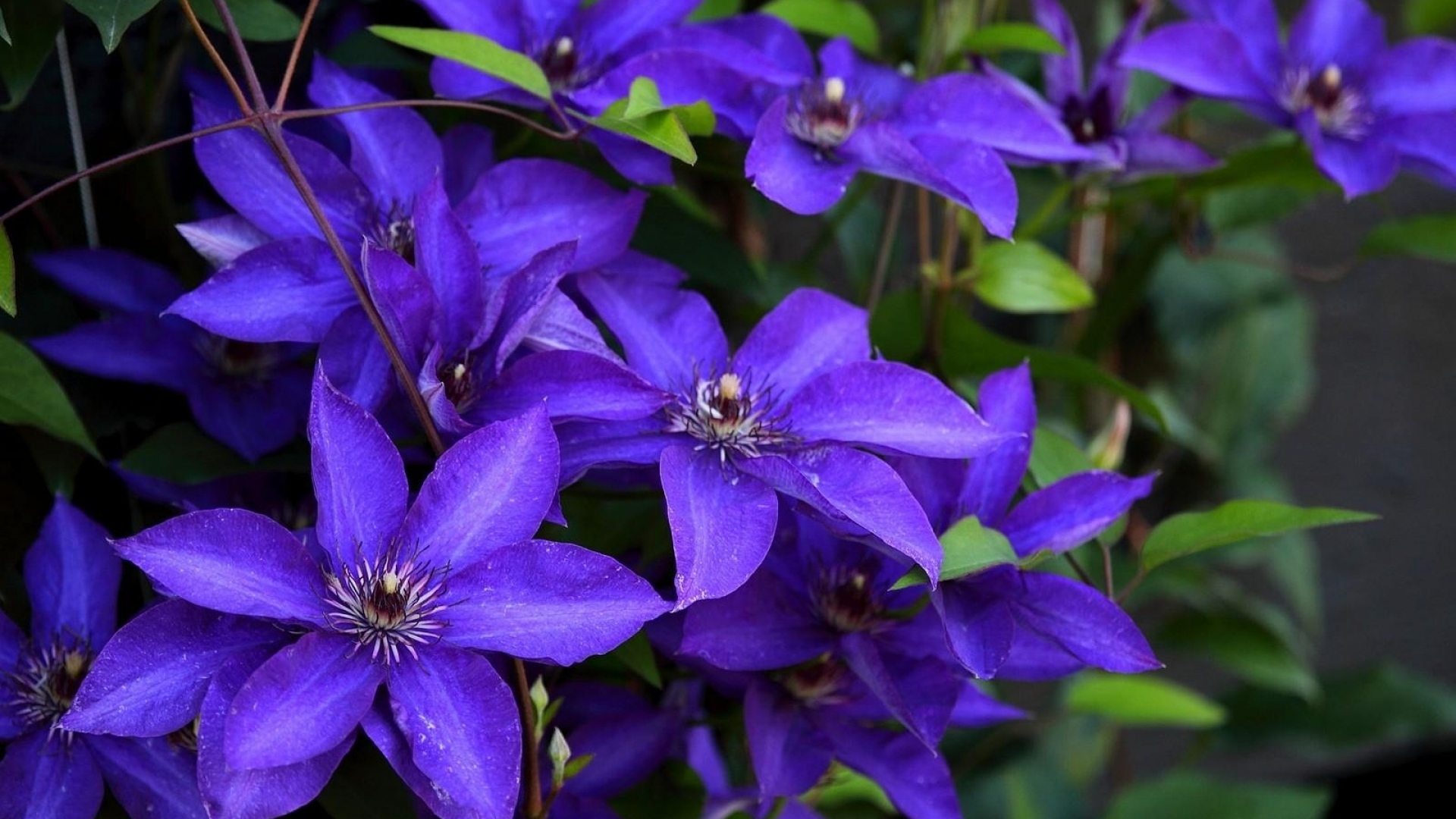 Clematis Wallpaper And Background Image